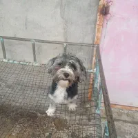 واگذاری سگ شیتزو