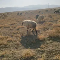 دوراس میش داشتی و یک راس قوچ|حیوانات مزرعه|اقلید, |دیوار