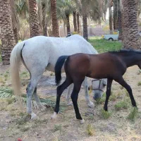 فروش مادیان و کره