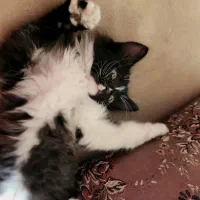 اَفتو واگذار میشه