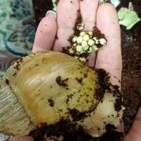 حلزون آچاتینا سوپر مولد کلاژن ساز