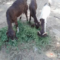 فروش فوری بز مری|حیوانات مزرعه|بمپور, |دیوار