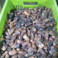 خرما برحی بریم دیری