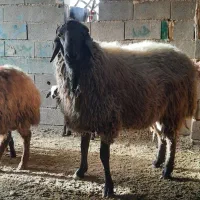 قوچ شیشک دو دندان