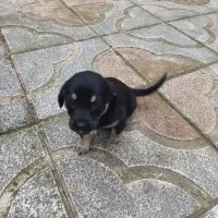 واگذاری رایگان توله دوماهه ماده