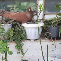 3جفت صرب معاوضه وفروش|پرنده|دوگنبدان, |دیوار