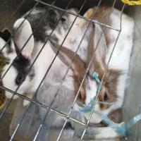 فروش خرگوش|موش و خرگوش|شهریار, شهریار|دیوار