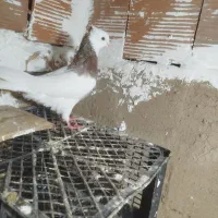 طوقی|پرنده|گنبد کاووس, |دیوار