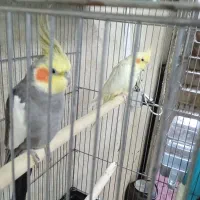 عروس