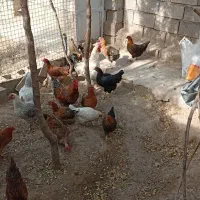 مرغ خانگی|حیوانات مزرعه|مشهد, مقصود آباد|دیوار
