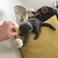 گربه های بریتیش و اسکاتیش اصیل در اهواز|گربه|اهواز, کمپلو شمالی|دیوار