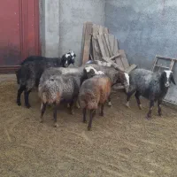 ۸تا میش جوان و سنگین