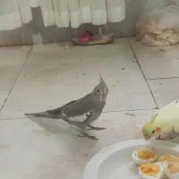 چهارتا عروس هلندی دو ماهه|پرنده|هشتگرد, شهرک پارسیان|دیوار