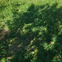 یونجه تازه یک ونیم طناب|لوازم جانبی حیوانات|نوشین شهر, |دیوار