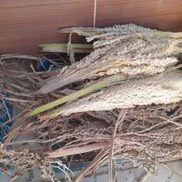 گرده درخت خرما