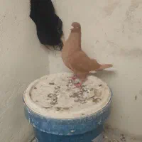 سلام|پرنده|شوشتر, |دیوار