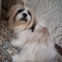 شیتزو خالص