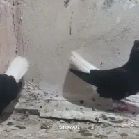 کبوتر دمسفید