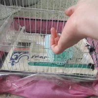 قفس|لوازم جانبی حیوانات|مشهد, تلگرد|دیوار