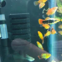 ماهی پلاتی و مولی