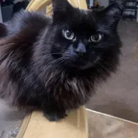 واگذاری گربه نژاد ترکیش|گربه|گلبهار, شهر جدید گلبهار|دیوار