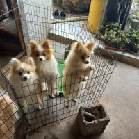 واگذاری پامرانین خرسی و روباهی|سگ|آمل, |دیوار