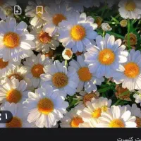 بلیط وکنسرت  دلم ی تفریح مبخاد