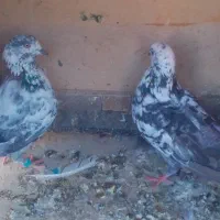 کفتر پرشی 200هزار|پرنده|ایرانشهر, |دیوار