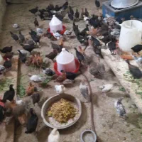 جوجه مرغ|حیوانات مزرعه|گلپایگان, |دیوار