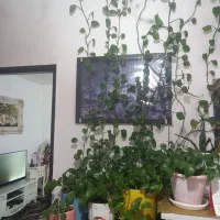 گل پتوس|گل و گیاه طبیعی|قیامدشت - خاورشهر, |دیوار