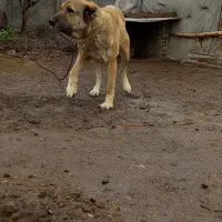 سگ سرابی