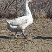 بهترین نژاد قو تخم قو