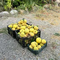 باغ مجهز با استخر و آب‌نما وسط طبیعت بکر اندرخ|فروش خانه و ویلا|مشهد, کارده|دیوار