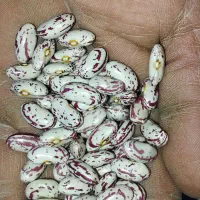 لوبیا چیتی تازه و یکدست برداشت یک هفته پیش (ا مهر)|خوردنی و آشامیدنی|همدان, |دیوار