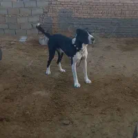 سگ ج|سگ|گرگان, |دیوار