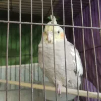 عروس هلندی|پرنده|ری, دولت‌آباد|دیوار