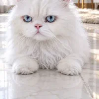 گربه بریتیش پرشین