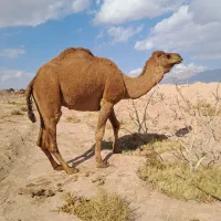 شترلوک تخمی