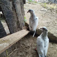 کبوتر آلمانی کاکل دار