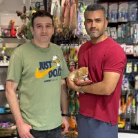 گربه بریتیش|گربه|تهران, آسمان|دیوار