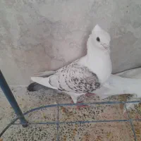 کبوتر ساتن