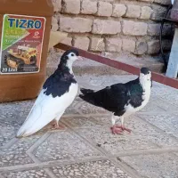 سه تا ساده چادری پاک و درجه یک