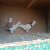 کبوتر طوقی|پرنده|کازرون, |دیوار