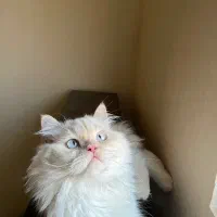 اماده جفت گیری