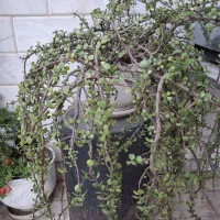 گیاه کراسولای خرفه ای