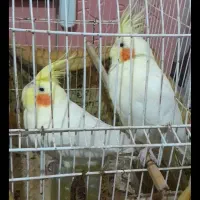 عروس هلندی