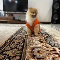 سگ پامرانین خرسی اصل اوکراینی