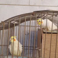 عروس هلندی جفت