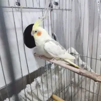 عروس هلندی دوکت با قفس|پرنده|دهلران, |دیوار