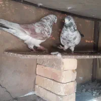 کبوتر‌گرگی‌ شیخی|پرنده|بندر ماهشهر, |دیوار